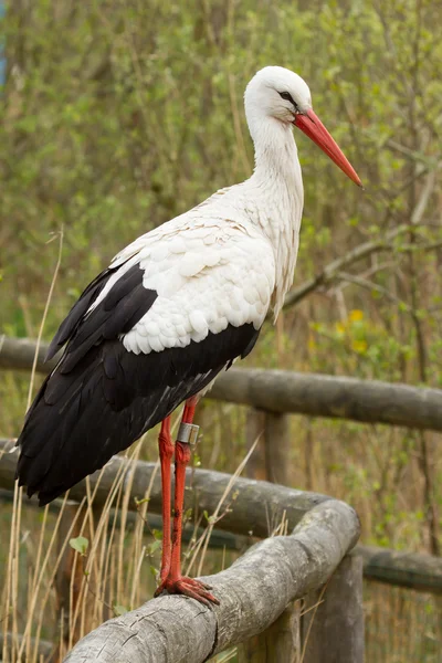 Stork i ett zoo — Stockfoto
