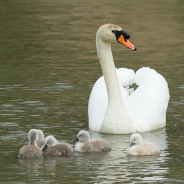 Cygnets are swimming in the water clipart