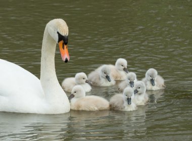 cygnets suda yüzen