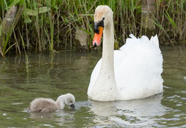 cygnet bir suda yüzen