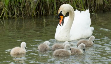 Cygnets are swimming in the water clipart