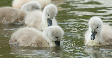 cygnets suda yüzen