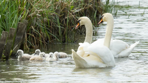 Cygnets are swimming in the water — Stock Photo, Image