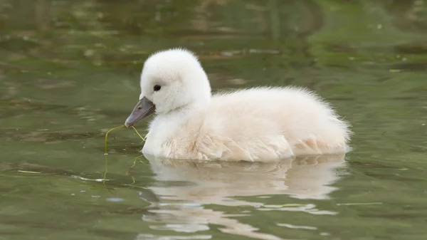 Un cygnet sta nuotando — Foto Stock