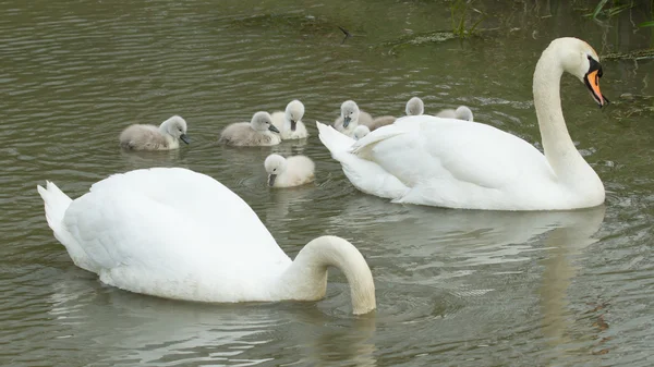 Cygnets are swimming in the water — Stock Photo, Image