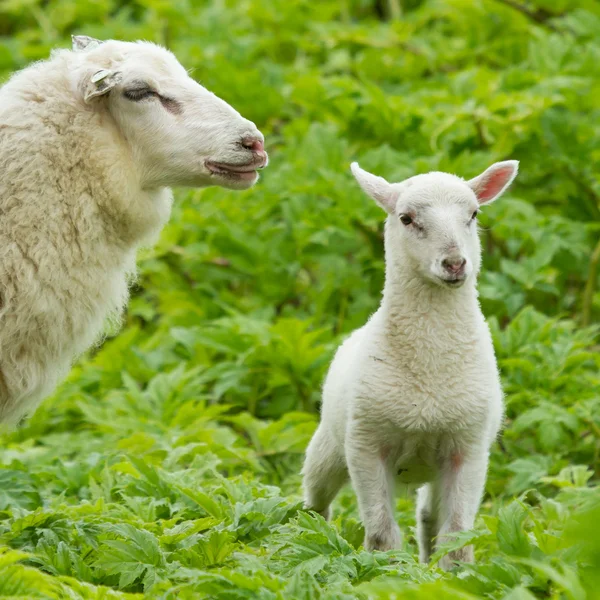 Little lamb — Stock Photo, Image