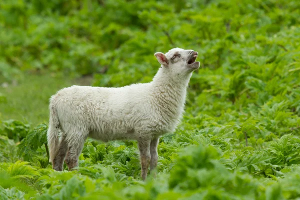 Little lamb — Stock Photo, Image