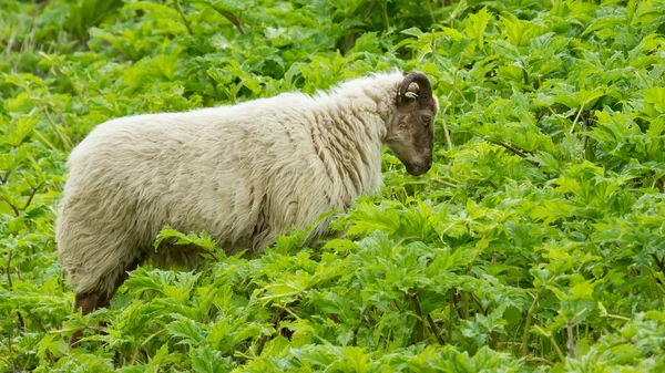 Alte Schafe — Stockfoto