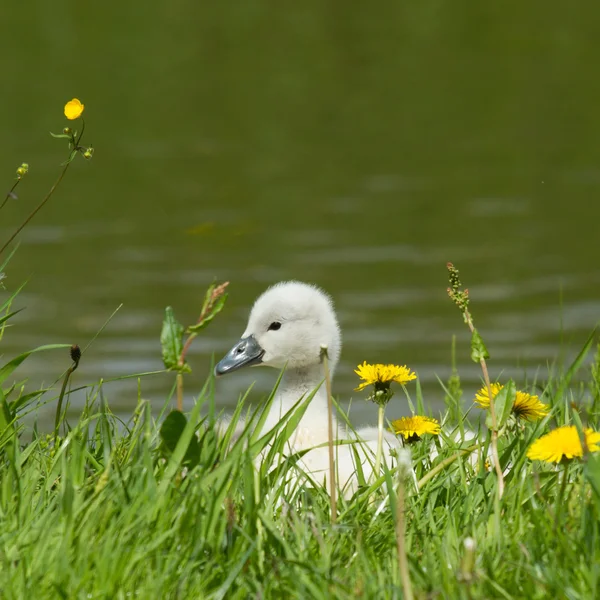 A cygnet is standing — Stock Photo, Image