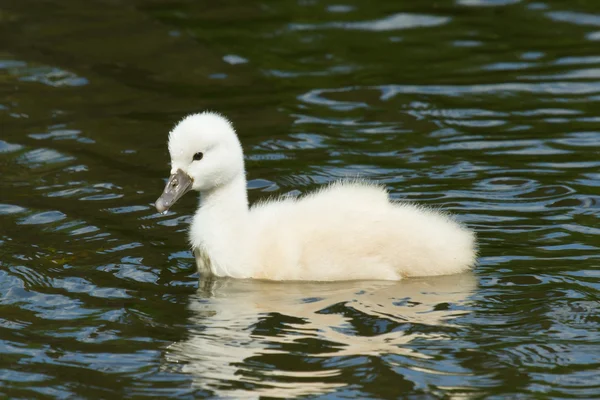 A cygnet is swimming — Stock Photo, Image