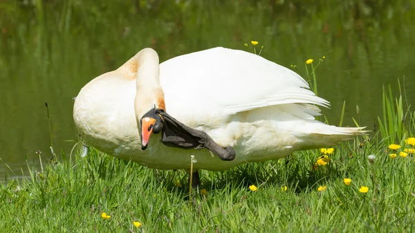 Swan in a funny position — Stock Photo, Image