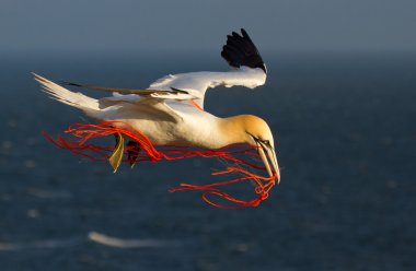 uçan bir gannet