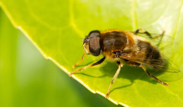 Un primer plano de una abeja —  Fotos de Stock