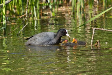 A coot is feeding clipart