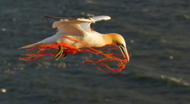 uçan bir gannet