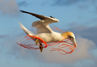 A gannet flying clipart