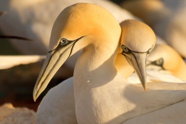 Çift gannets