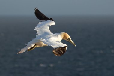 bir gannet uçuyor