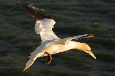 A gannet is flying clipart