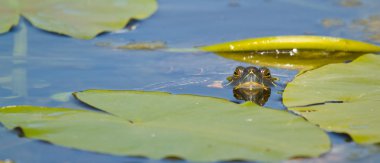 A European pond terrapin clipart