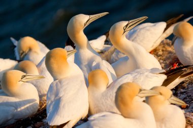 A group of gannets clipart