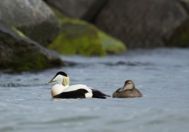 A pair of common eiders clipart