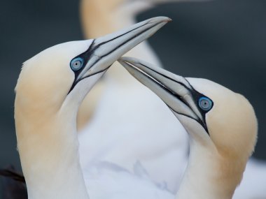 Loving couple of gannets clipart