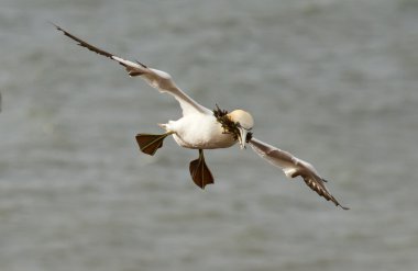 gannet deniz