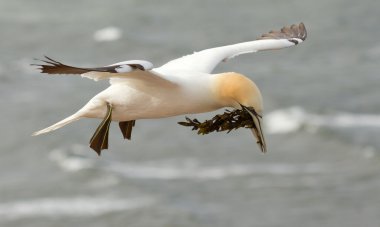 gannet deniz