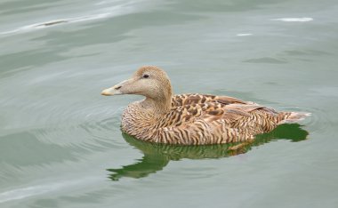 A common eider clipart