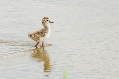 genç bir ortak redshank