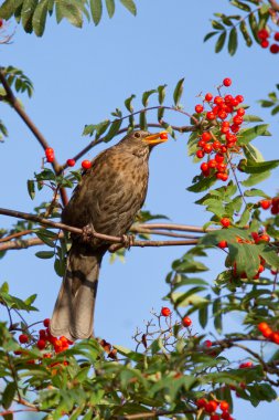 A blackbird is eating clipart