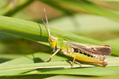 A grasshopper on the grass clipart