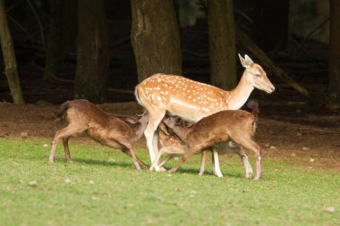 A fallow-deer is feeding clipart