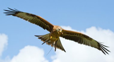 A long-legged buzzard clipart