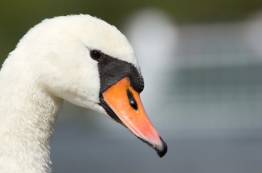 Kuğu bir closeup