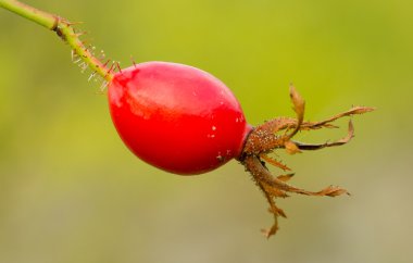 ebegümeci tohumu