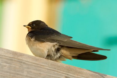 een jonge swallow