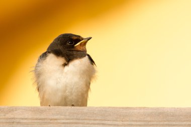 een jonge swallow