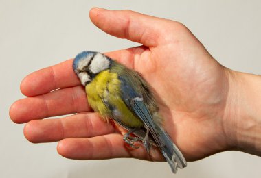 A deceased blue tit clipart