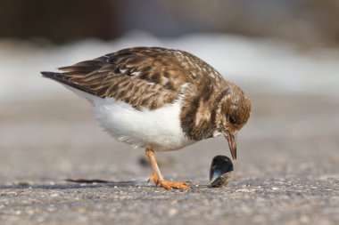 Ruddy Turnstone clipart