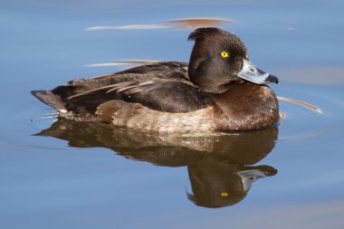 Female Tufted duck clipart