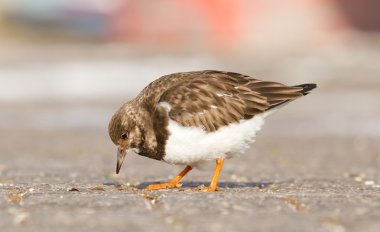 Kırmızı turnstone