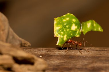 yaprak kesici karınca
