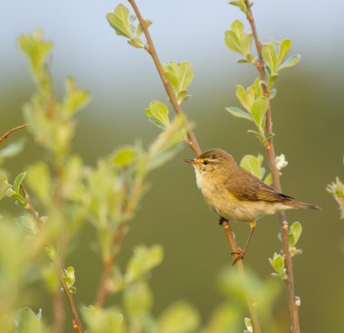 willow ötleğen