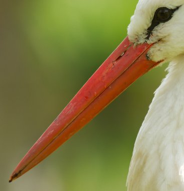 A close-up of a stork clipart