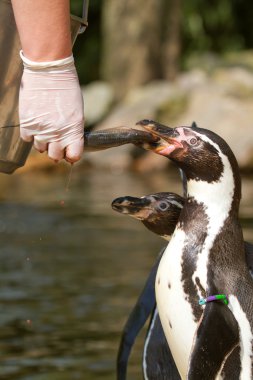 A pinguin is being fed clipart