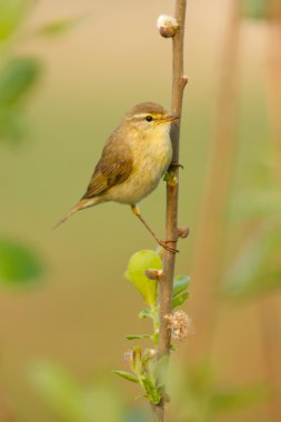 A Willow Warbler clipart