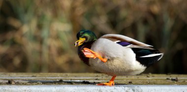 A wild duck clipart