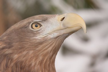 yakın çekim Avrupa kartal